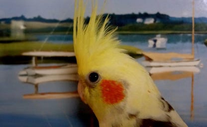 Gus aboard Magic Carpet