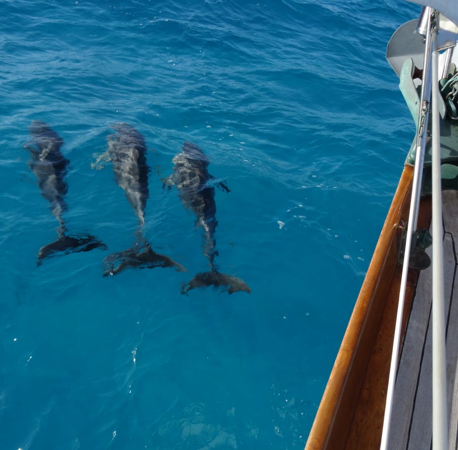 Sail Magic Carpet Dolphins